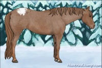 Horse Color:Chestnut Appaloosa 