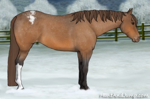 Horse Color:Buckskin Roan Varnish