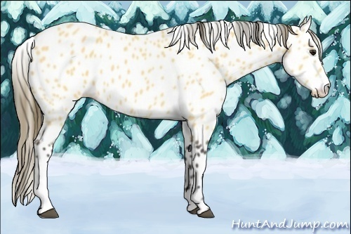 Horse Color:Buckskin Roan Appaloosa