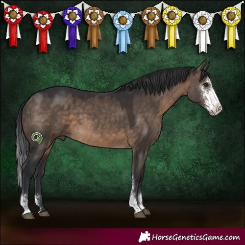 Horse Color:Brown Dun Sabino 