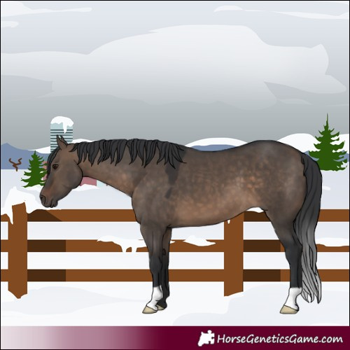 Horse Color:Brown Dun 