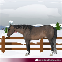 Horse Color:Brown Dun 