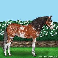 Horse Color:Bay Sabino  and Bay Sabino Splash 