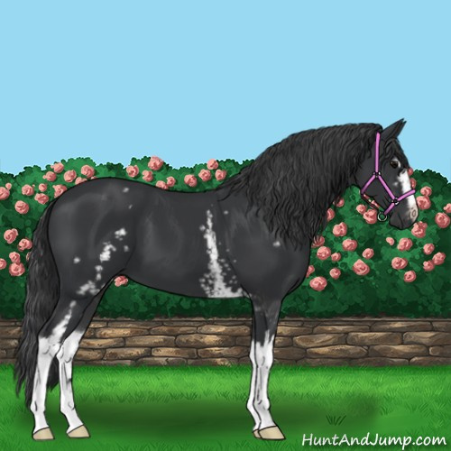 Horse Color:White Spotted Black