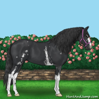 Horse Color:White Spotted Black 