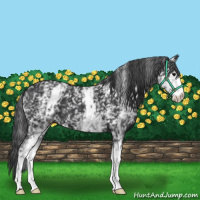 Horse Color:White Spotted Black