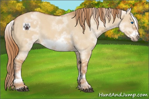 Horse Color:White Spotted Red Dun Frame 