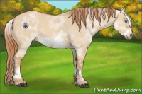 Horse Color:White Spotted Red Dun Frame