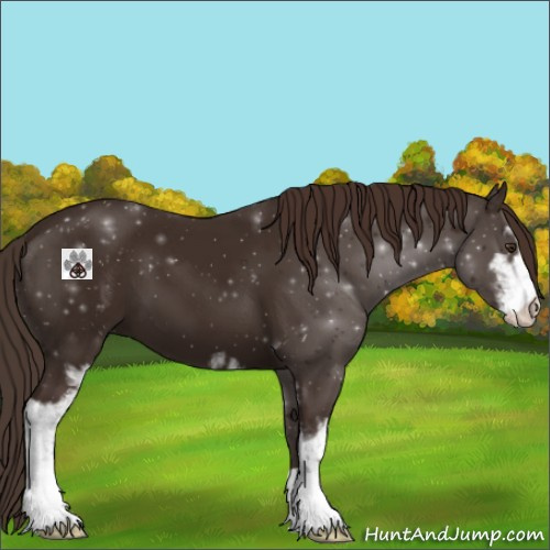 Horse Color:Liver Chestnut Sabino