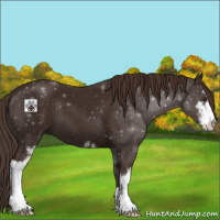 Horse Color:Liver Chestnut Sabino 