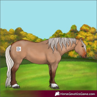 Horse Color:Silver Brown Dun