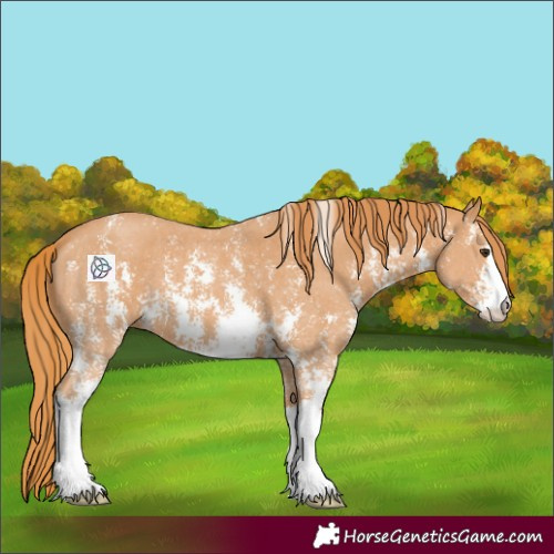Horse Color:Chestnut Sabino 
