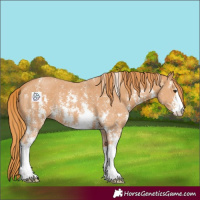 Horse Color:Chestnut Sabino 