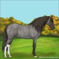 Horse Color:Smoky Blue Roan 