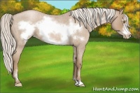 Horse Color:Silver Blue Roan Pearl Sabino Frame 