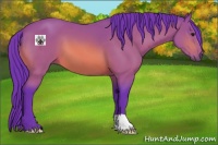 Horse Color:Watercolor Bay 