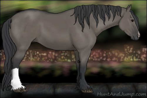 Horse Color:Grullo