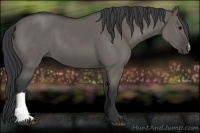 Horse Color:Grullo 