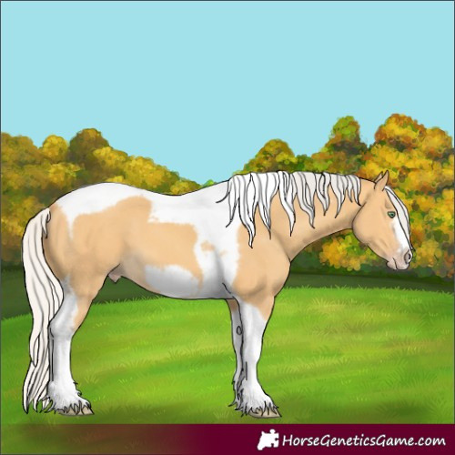 Horse Color:Silver Amber Cream Champagne Tobiano Frame
