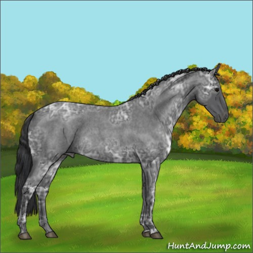 Horse Color:Blue Ice Roan Rabicano 