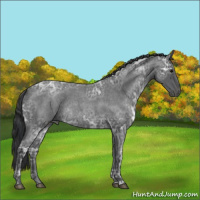 Horse Color:Blue Ice Roan Rabicano