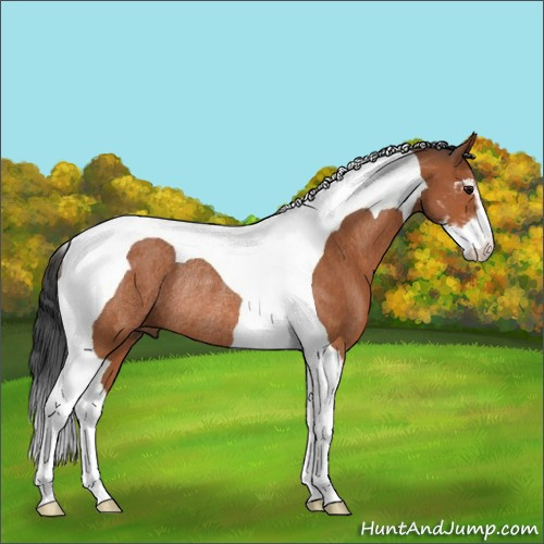 Horse Color:Bay Sabino Tobiano Rabicano 