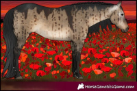 Horse Color:Gray Brown Dun Brindle 