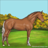 Horse Color:Silver Bay 