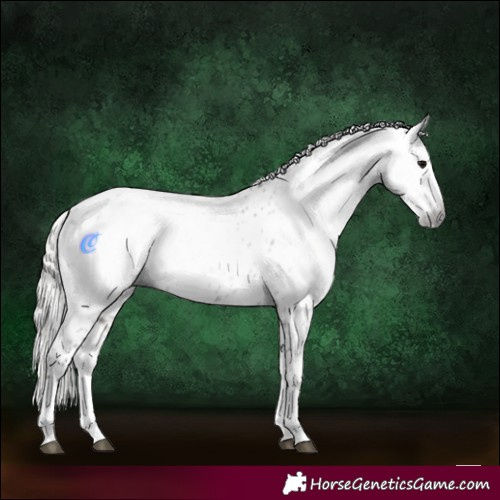 Horse Color:Gray Silver Black Splash Appaloosa 