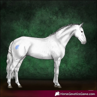 Horse Color:Gray Silver Black Splash Near Leopard