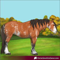 Horse Color:Bay Sabino  and Bay Sabino 