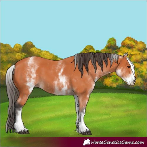 Horse Color:White Spotted Bay 