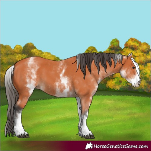 Horse Color:White Spotted Bay 