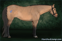 Horse Color:Bay Dun Rabicano 