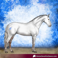 Horse Color:Gray White Spotted Chestnut Appaloosa