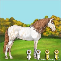 Horse Color:White Spotted Buckskin Pearl Dun Sabino Appaloosa Brindle 