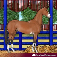 Horse Color:Bay 