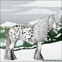 Horse Color:Midnight Grullo Appaloosa 