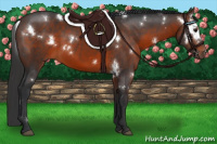 Horse Color:White Spotted Brown Sabino