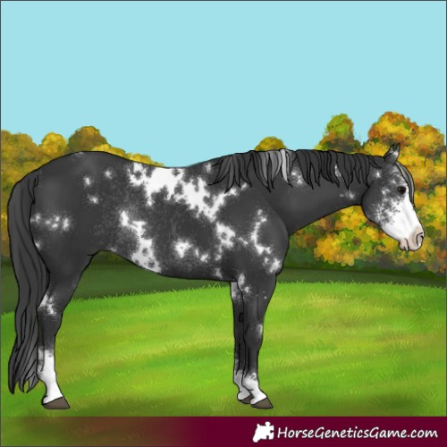 Horse Color:White Spotted Black Sabino Rabicano