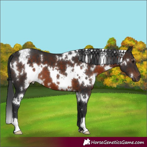 Horse Color:White Spotted Brown 