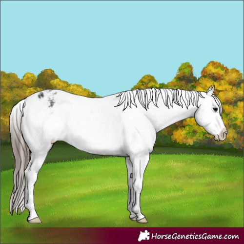 Horse Color:Black Varnish Rabicano 