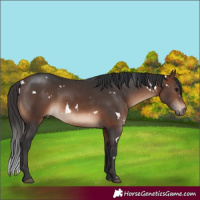 Horse Color:White Spotted Brown Rabicano 