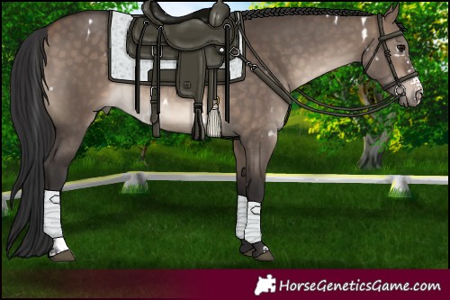 Horse Color:White Spotted Brown Dun Sabino Rabicano 