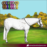 Horse Color:Gray Silver Brown Dun Leopard 