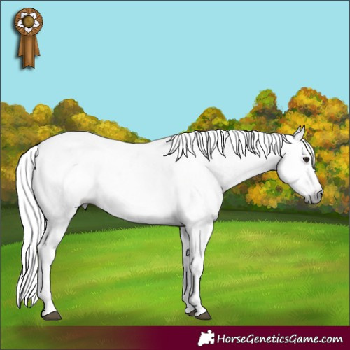 Horse Color:Gray Brown Dun Appaloosa 