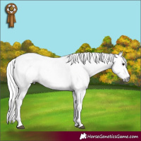 Horse Color:Gray Brown Dun Appaloosa