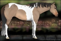 Horse Color:Bay Dun Tobiano 