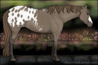 Horse Color:Smoky Grullo Appaloosa 