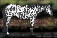 Horse Color:Black Near Leopard